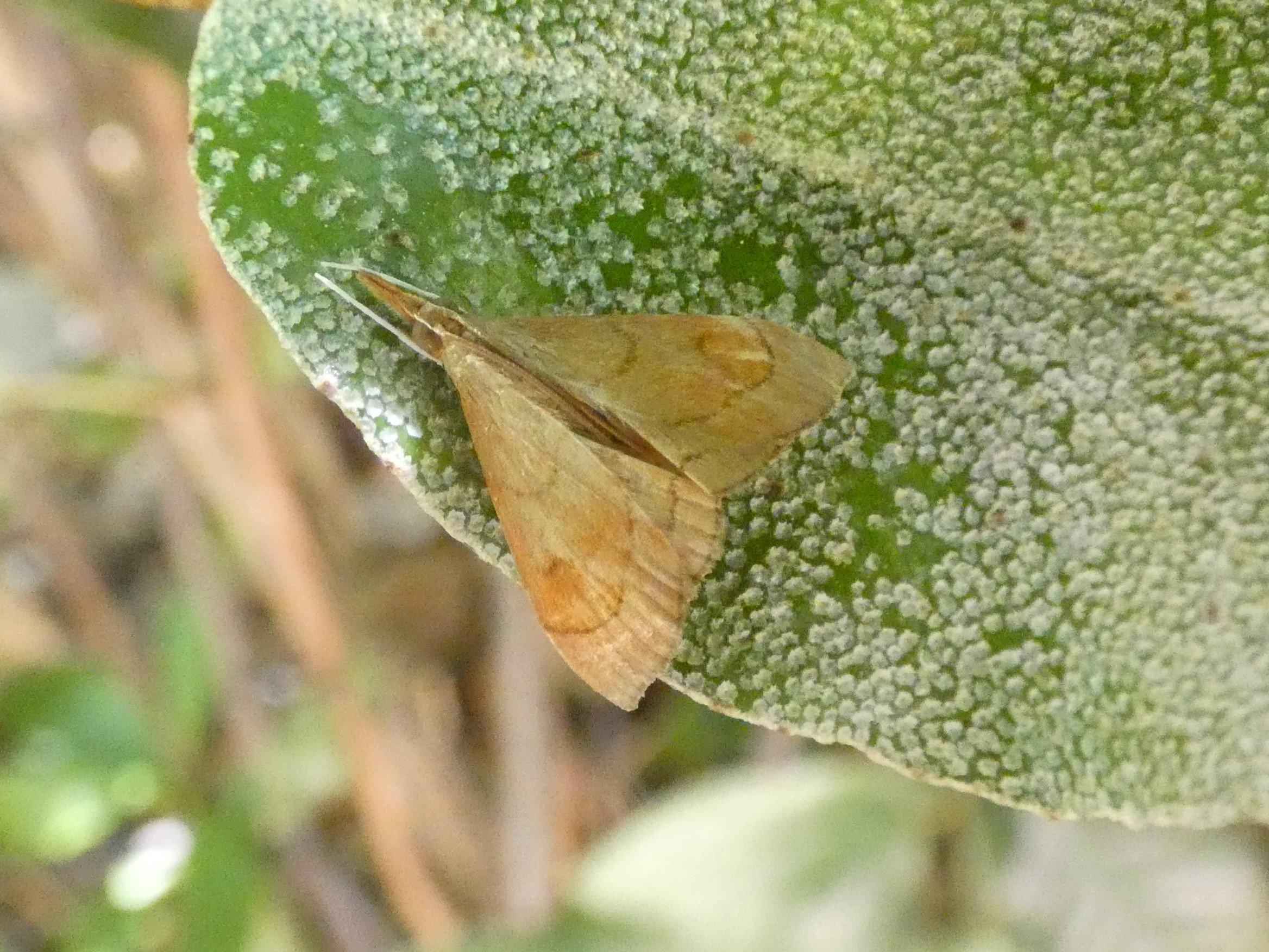 photo_1